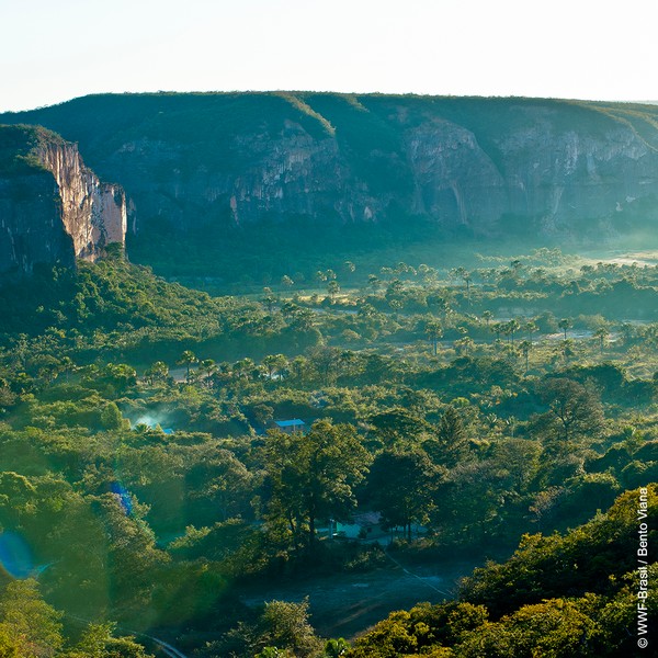 Cerrado Brasileiro Alcança 11 Estados Mais O Distrito Federal — Foto Wwf Brasilbento Viana 9900