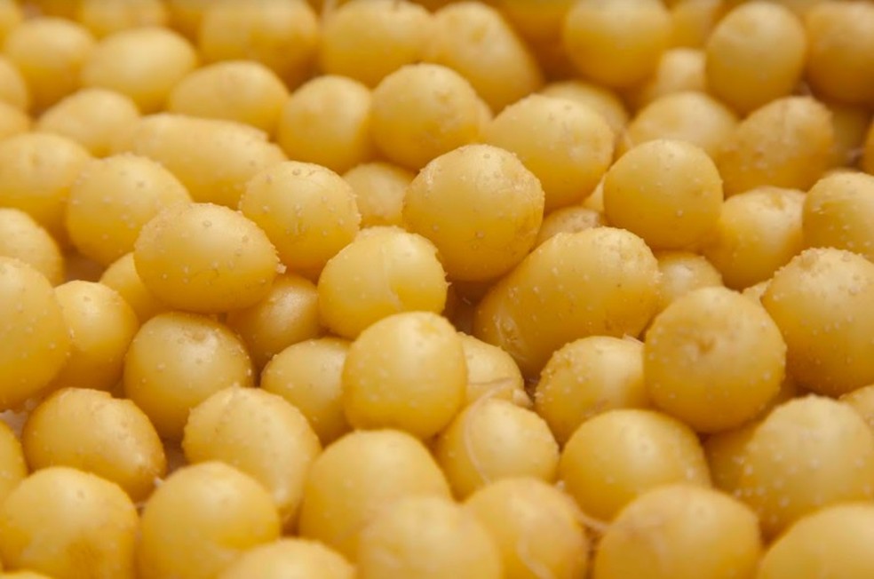  batata-semente pode ser consumida, pois ela nada mais é do que uma batata em tamanho menor. — Foto: CBA Sementes/Divulgação