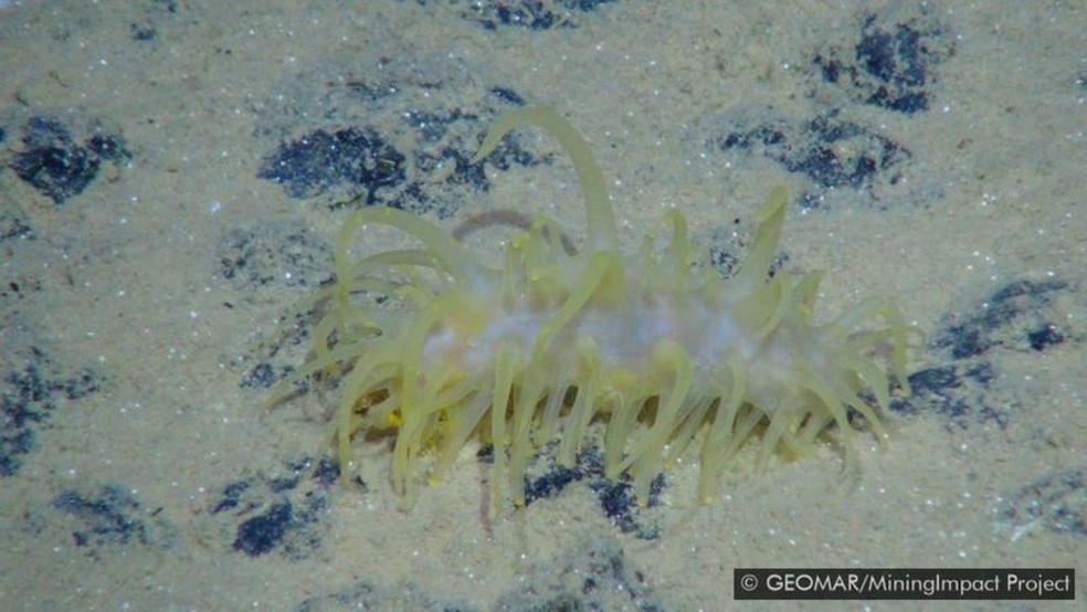 Ao contrário de outros residentes, os pepinos-do-mar podem se mover pela superfície dos sedimentos — Foto: GEOMAR/MININGIMPACT PROJECT