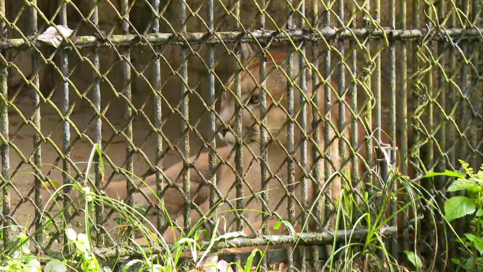 Onça no Zoológico do Recife, localizado no Parque Dois Irmãos, na Zona Oeste da capital pernambucana — Foto: Reprodução/TV Globo