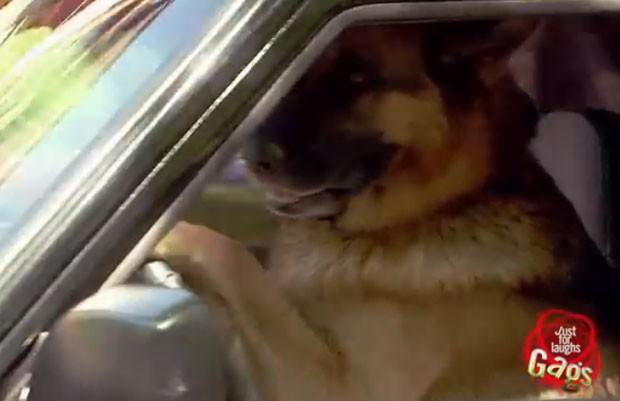 Pegadinha de cão dirigindo picape na província de Quebec faz sucesso na web (Foto: Reprodução/YouTube/Just For Laughs Gags)