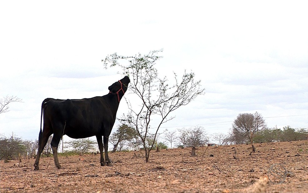 Animais tentam se alimentar com a vegetação seca — Foto: Zé Mário Braga/TV Sergipe/Arquivo