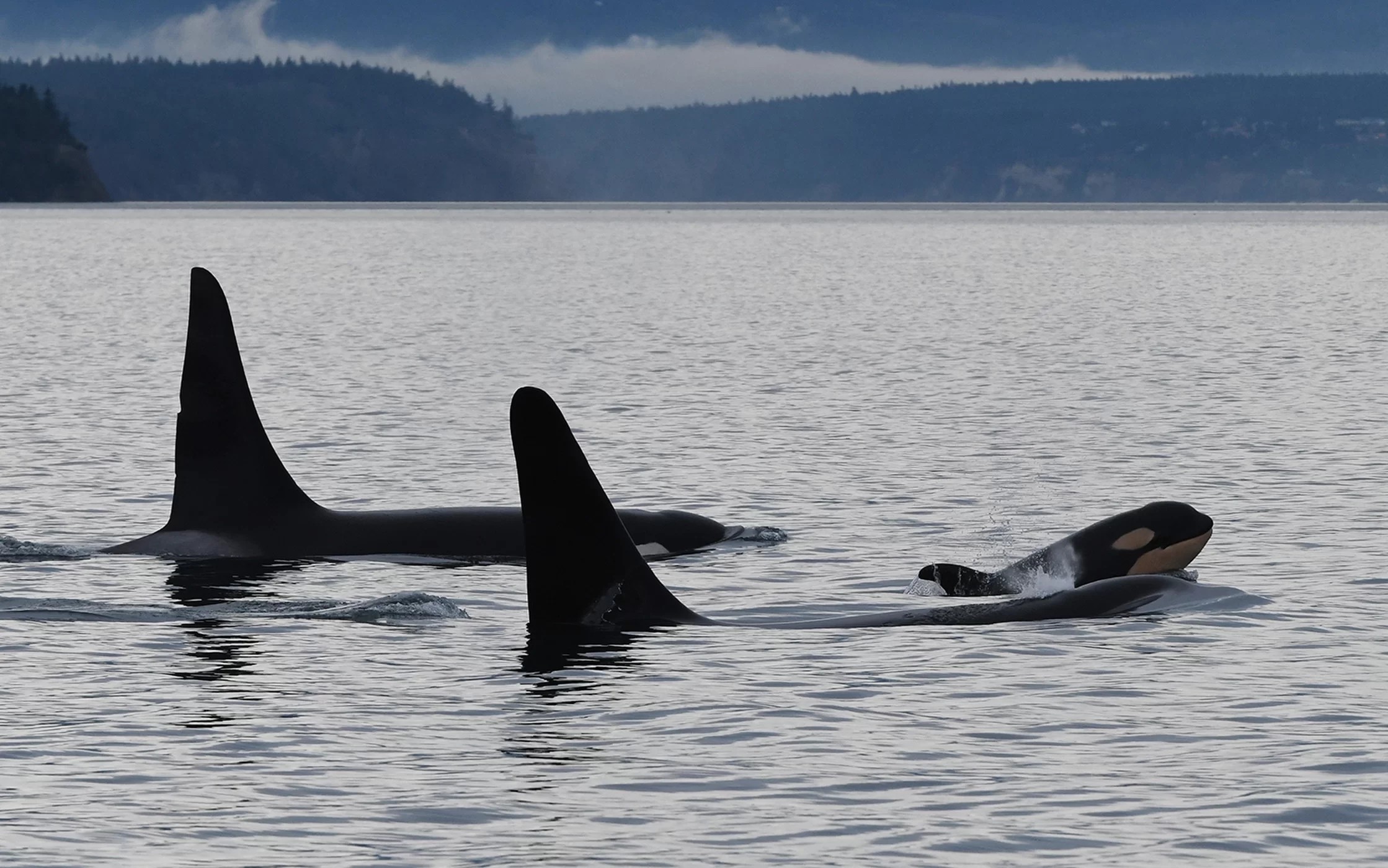 Orca bebê L124 nada ao lado de L41 and L85 (Foto: Center for Whale Research)