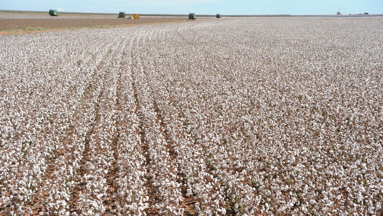 Produtores de algodão da Bahia já podem iniciar plantio - Revista Globo Rural | Algodão