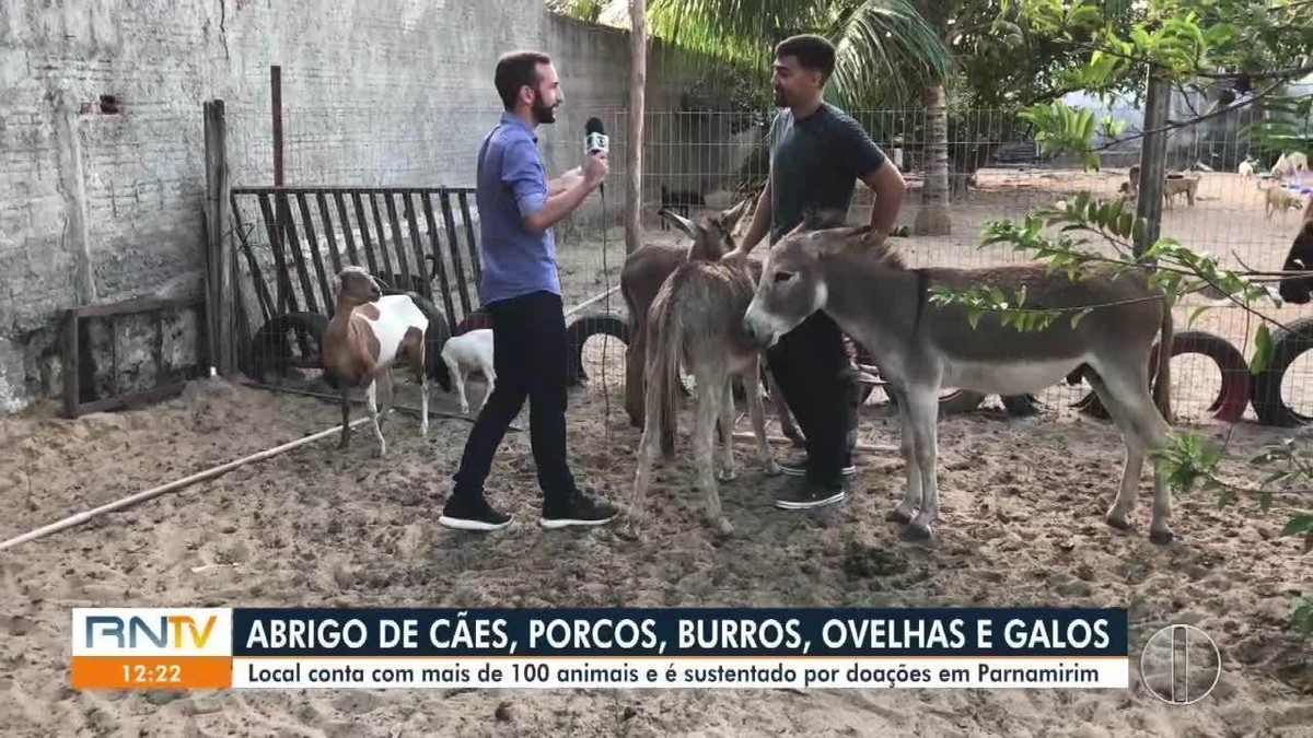 Cachorros, jumentos e porcos: abrigo resgata animais vítimas de abandono e  realiza adoção na Grande Natal | Rio Grande do Norte | G1