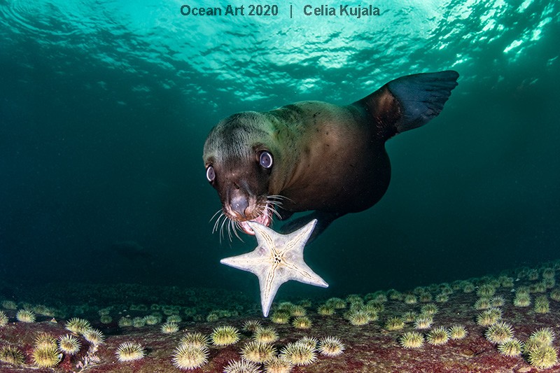 A fotógrafa Celia Kujala ficou com o 4º lugar da categoria Grande Angular ao capturar um leão-marinho brincando com uma estrela do mar na Ilha de Hornby, Canadá (Foto: Divulgação/uwphotographyguide)