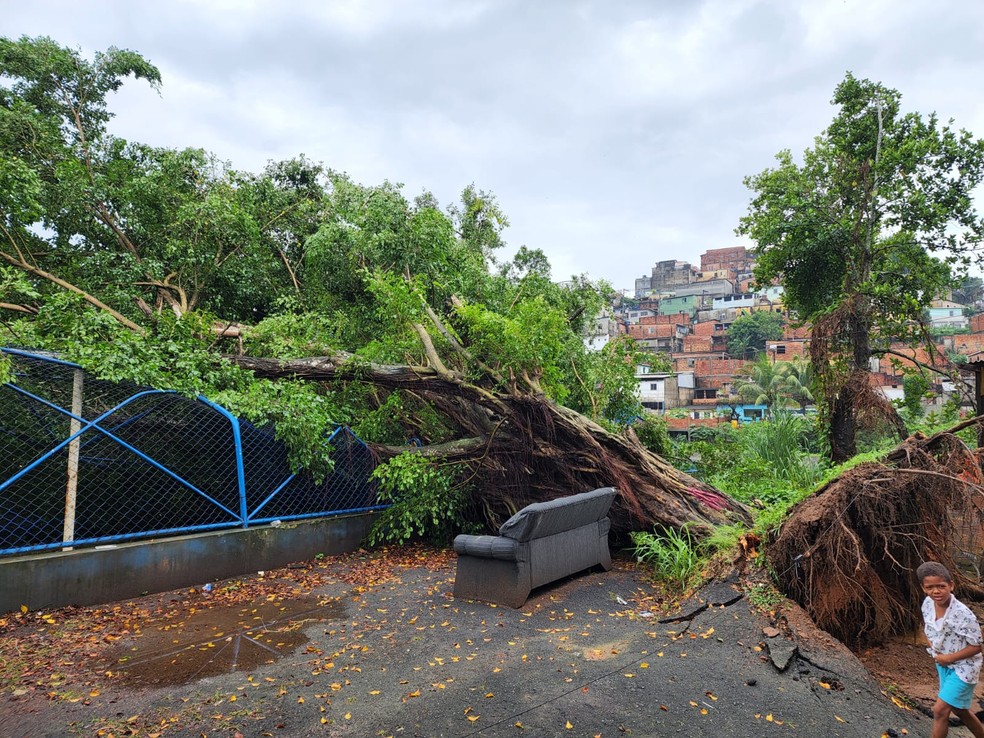 Árvore cai e danifica alambrado de campo de futebol em bairro de Salvador — Foto: Phael Fernandes/TV Bahia