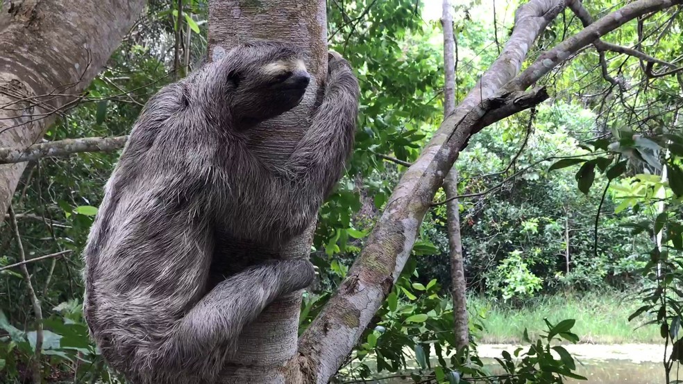 Dia Da Mata Atlantica