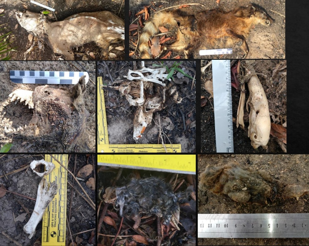Carcaas de animais encontradas na RPPN durante pesquisa aps incndios em 2020  Foto: Gevs/Reproduo
