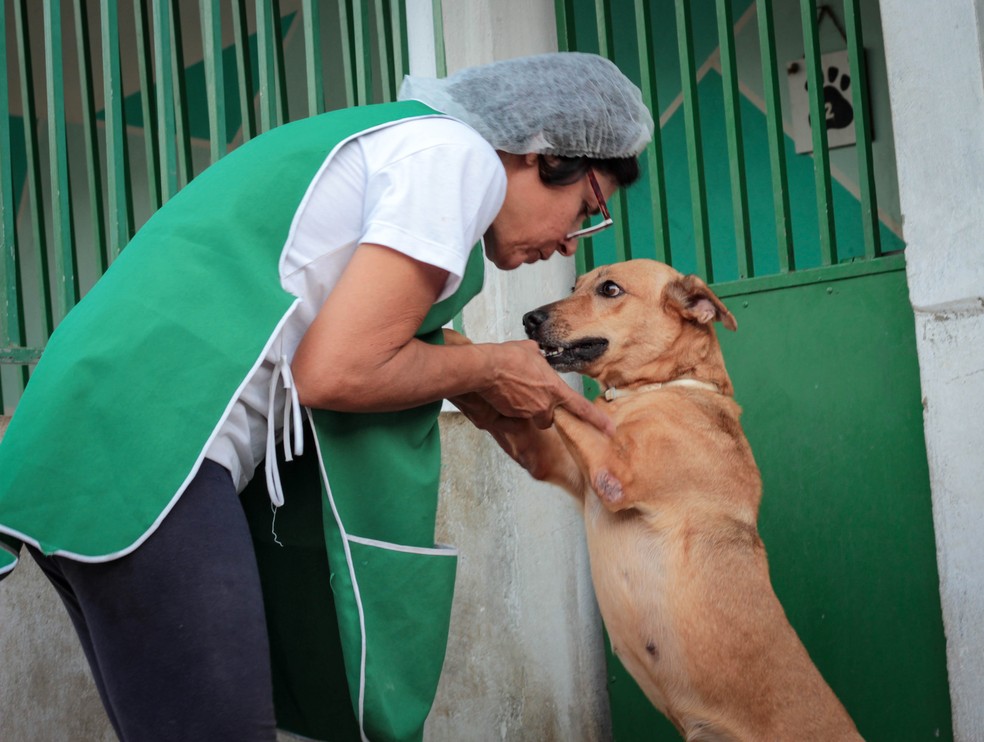 Apipa faz campanha para adquirir doadores mensais — Foto: Reprodução/Flickr
