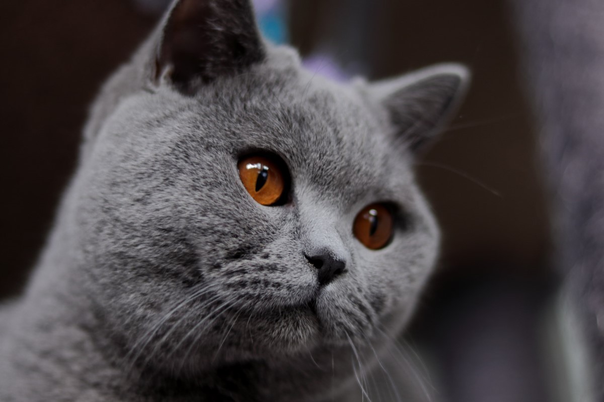 O rosto redondo e os olhos grandes são características marcantes do gato de pelo curto inglês (Foto: Flickr/ Bart van Mastrigt/ CreativeCommons)