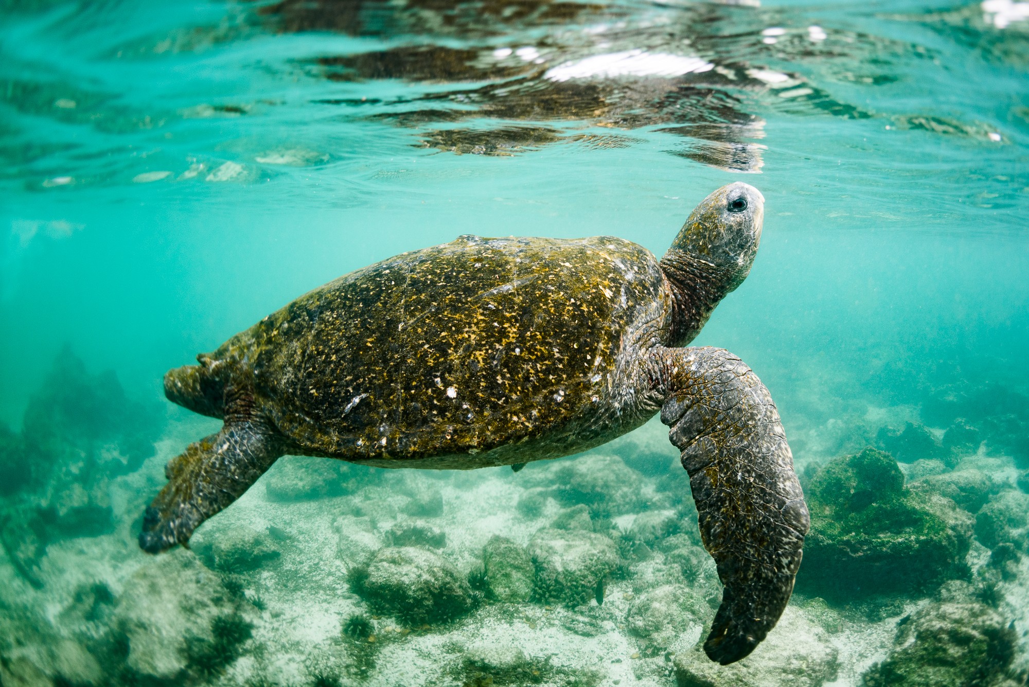 Galápagos reabre locais turísticos e reserva marinha, fechados pela pandemia thumbnail