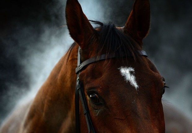 Compreender a linguagem dos cavalos