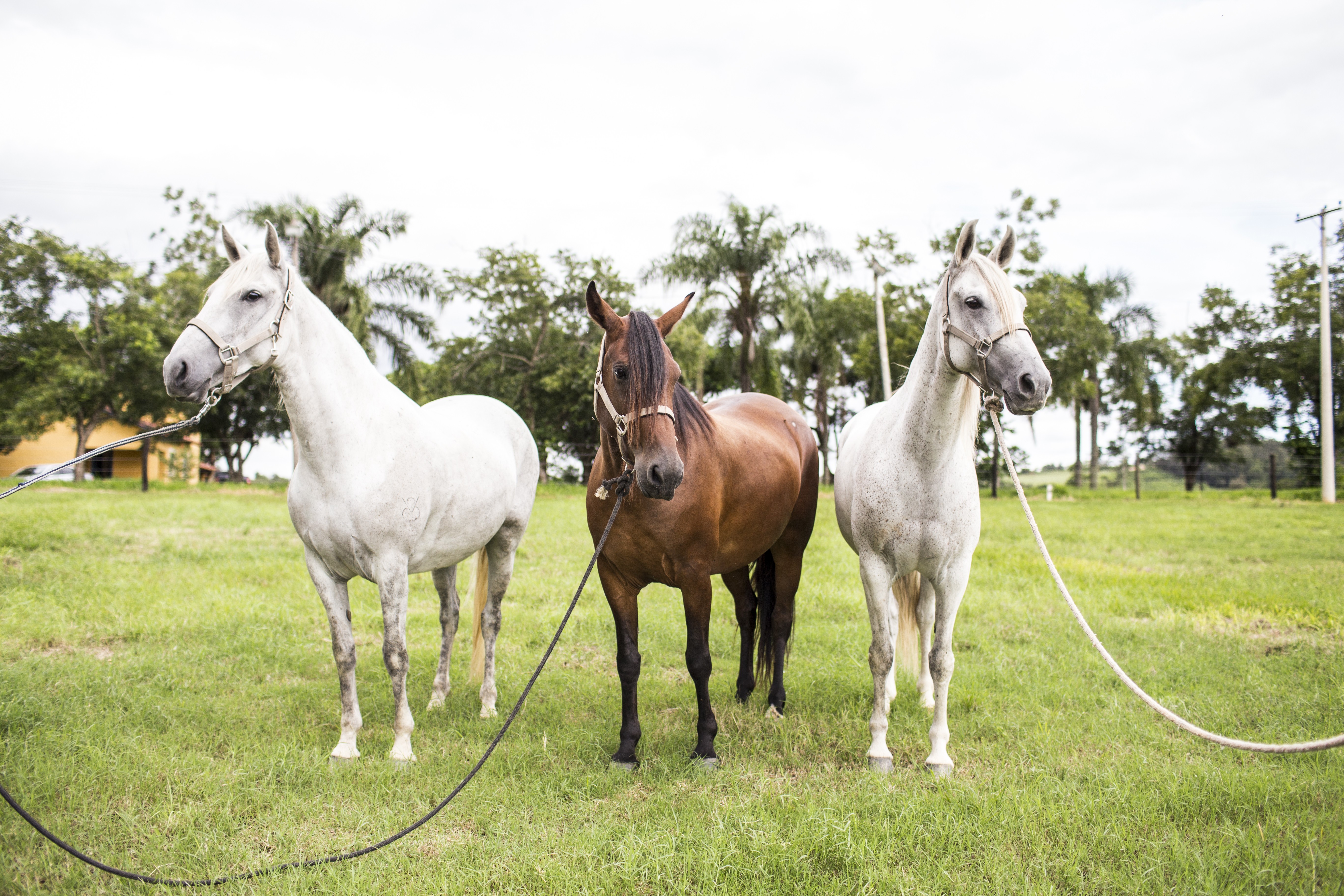 As principais doenças que atacam os cavalos - Blog Agroline