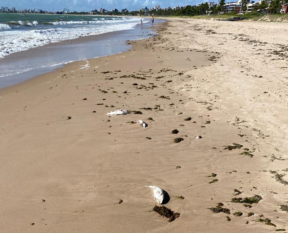 Peixes aparecem mortos em praia de Cabedelo — Foto: Arlindo Félix Júnior