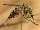 Secretaria de Saúde confirma 18 casos de malária no estado do Rio