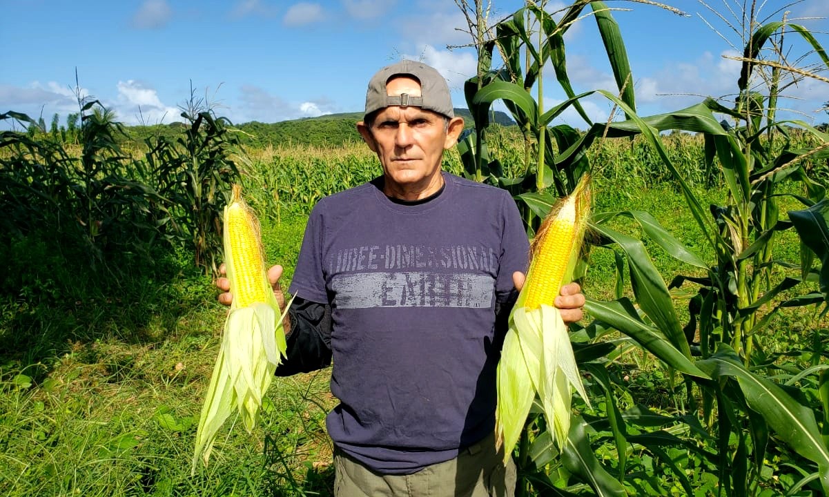 Preço do milho cai em Fernando de Noronha; espiga que em 2022 custava R$ 5 este ano é comercializada por R$ 3