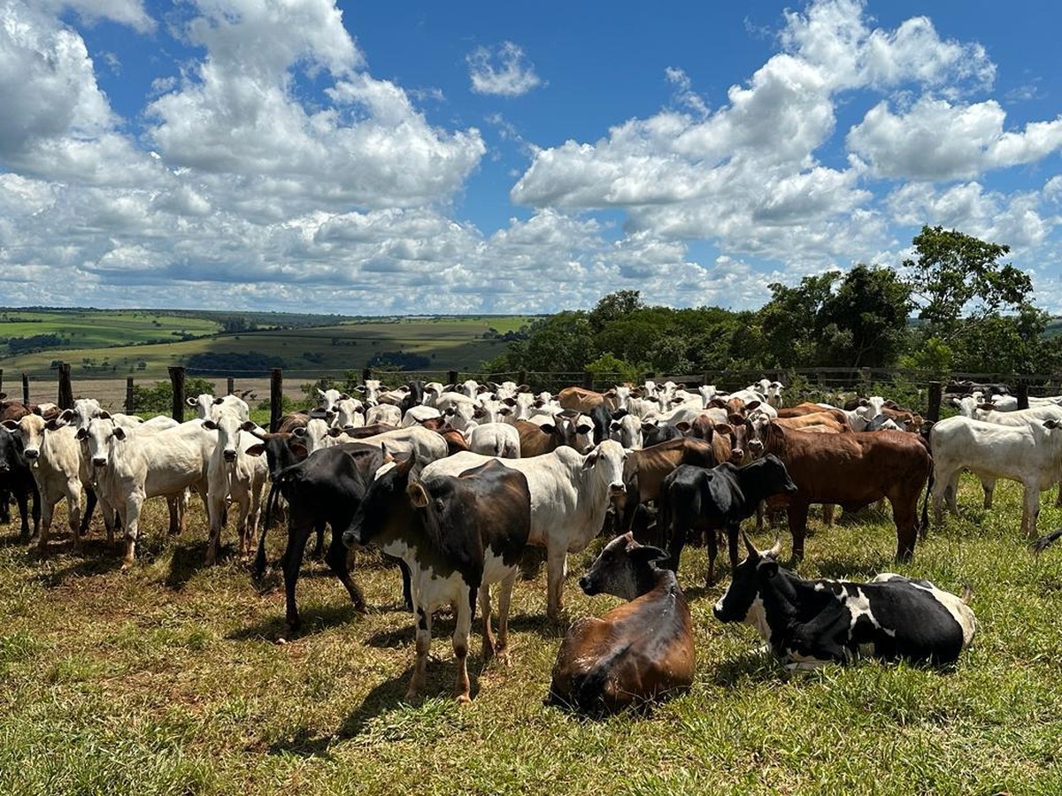 Trio Suspeito De Tentar Furtar Gado De Fazenda E Atolar Caminhão Durante A Fuga é Preso Em Mg