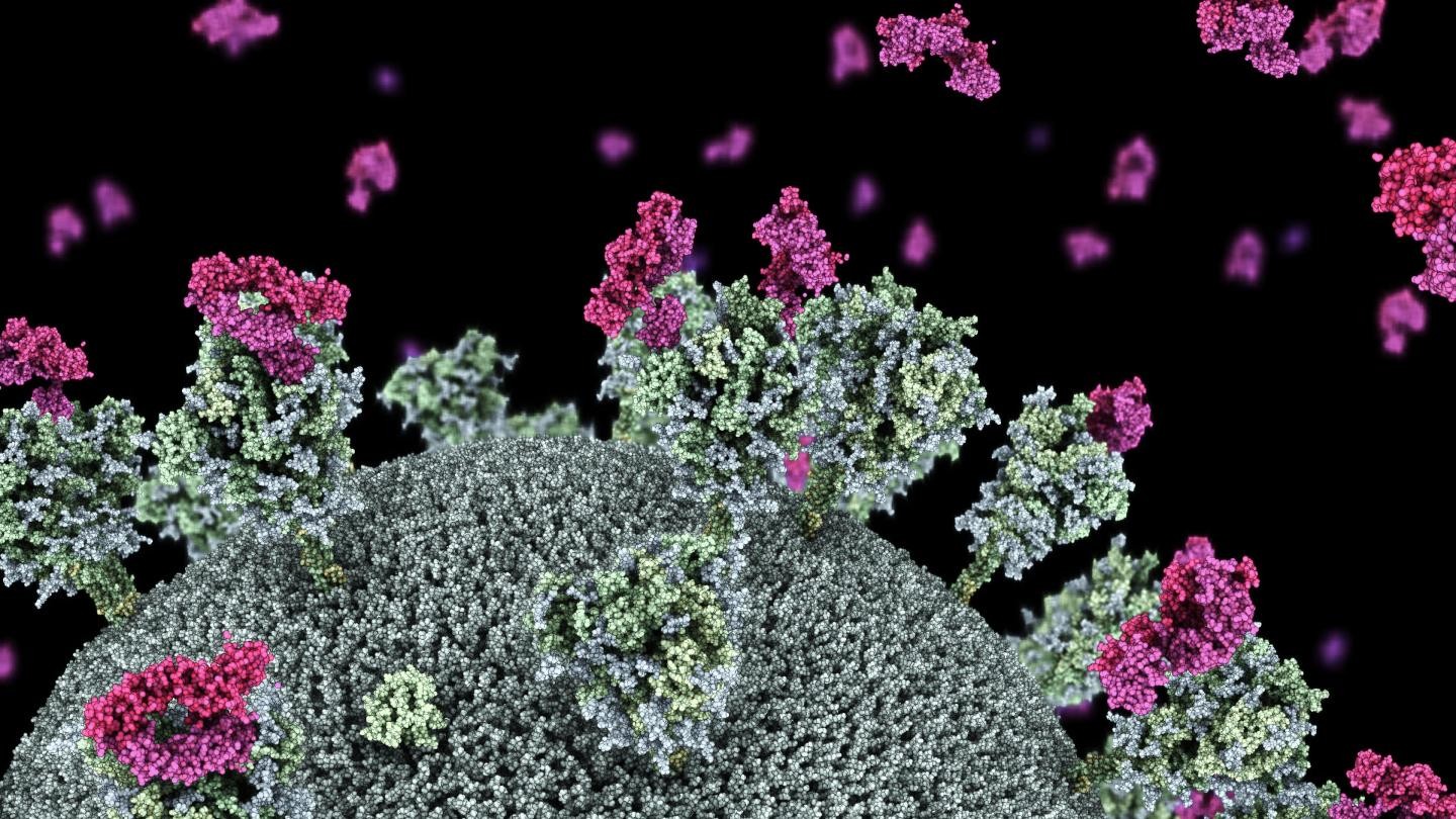 Imagem ilustra o novo coronavírus com nanocorpos (em roxo) de alpacas anexados à proteína spike (Foto: Drew Berry e Wai-Hong Tham)