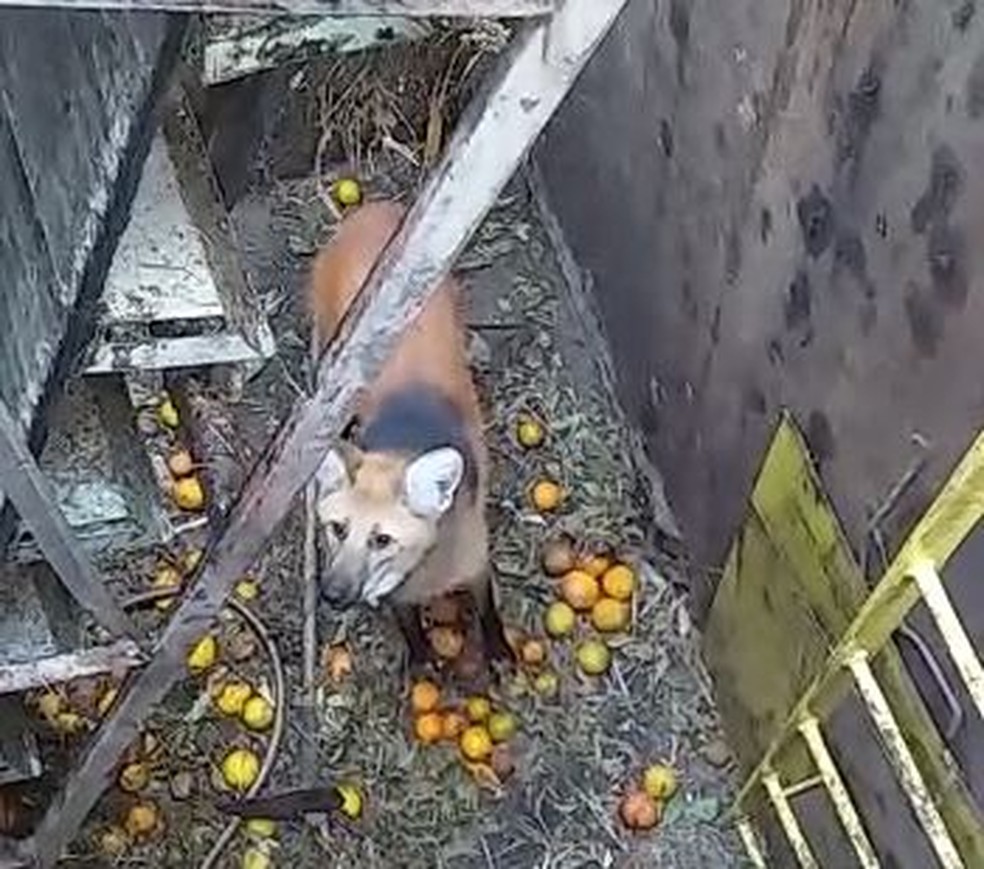 Lobo-guará caiu em fosso de área de cultivo de laranjas em Cerqueira César — Foto: Corpo de Bombeiros/Divulgação