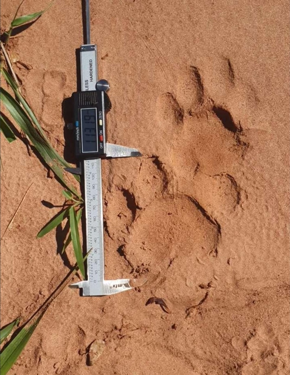 Pegada de felino de grande porte encontrada durante os trabalhos de monitoramento — Foto: Fundação Florestal 