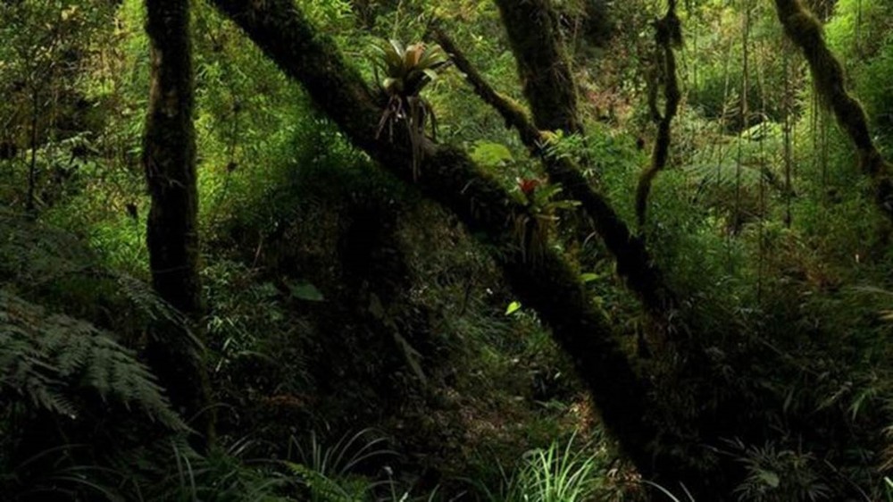 Floresta onde o sapinho-da-montanha 'coloratus' foi encontrado pelos pesquisadores brasileiros (Foto: Divulgação)
