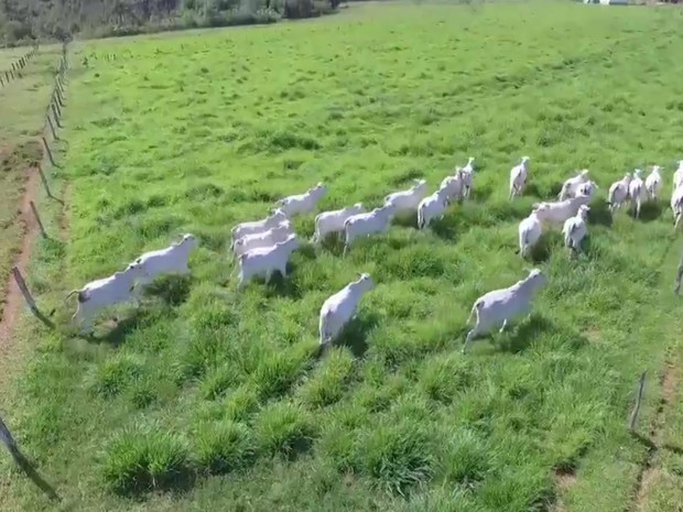 Técnica consiste em alternar uso do solo onde se cultiva em soja em Goiás (Foto: Reprodução/TV Anhanguera)