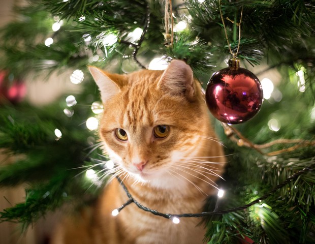 Como evitar que os gatos ataquem a árvore de Natal? (Foto: Getty Images)