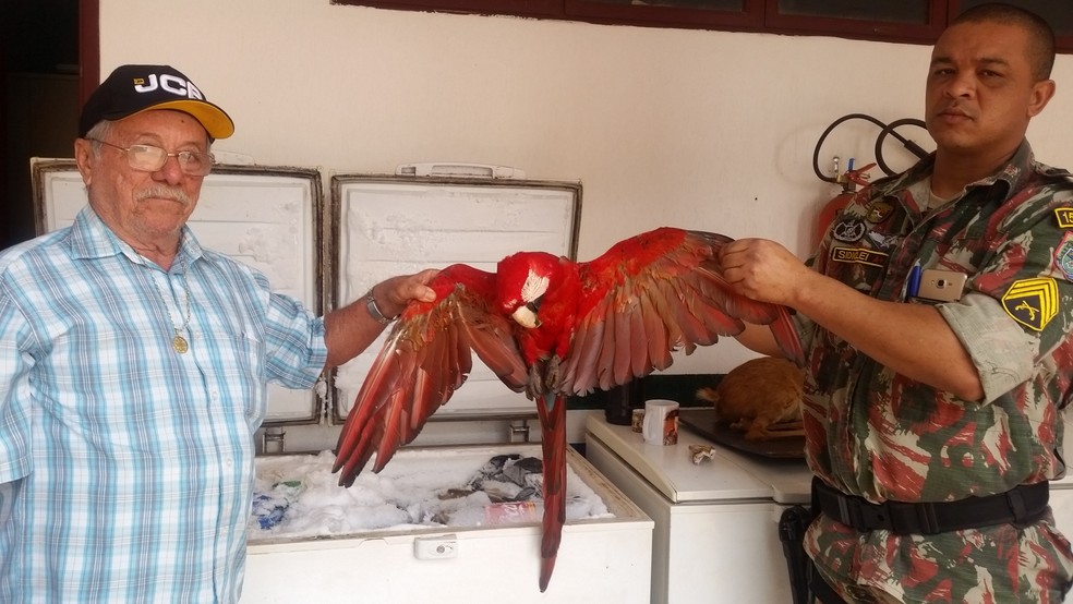 Fazendeiro leva arara-vermelha para quartel da PMA, apÃ³s ave morrer eletrocutada em fazenda de SidrilÃ¢ndia (Foto: DivulgaÃ§Ã£o/PolÃ­cia Militar Ambiental)