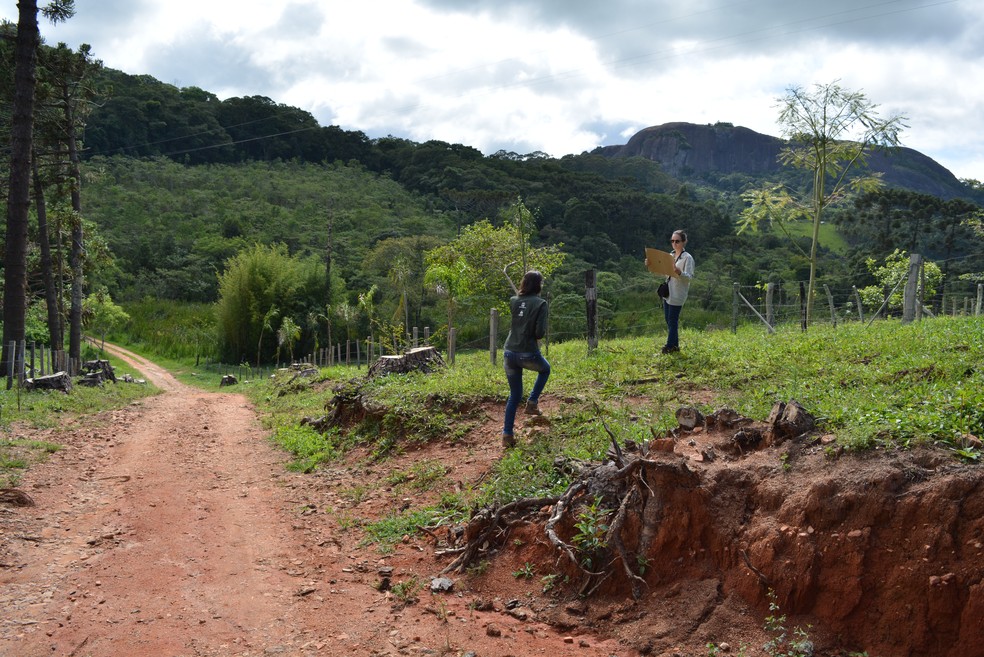 Biólogas da Associação Ambiental Copaíba monitoram área reflorestada (à esq. em verde claro) (Foto: Carlos Alciati Neto/G1)