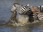 Veja zebra 'nocauteando' crocodilo e mais animais que fugiram de ataques