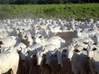 MT mantém liderança nos abates de bovinos no 3º trimestre do ano