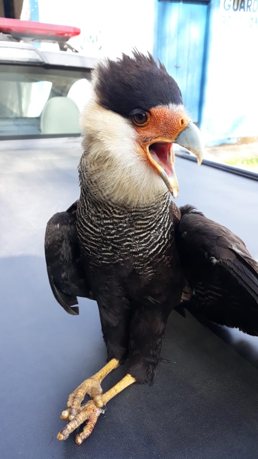Gaviao E Resgatado Apos Ser Ferido Por Linha De Cerol Em Varzea Paulista Sorocaba E Jundiai G1