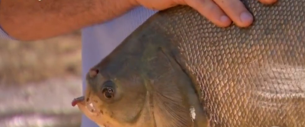 Peixe cria tambatinga em propriedade &mdash; Foto: Reprodu&ccedil;&atilde;o/TVCA