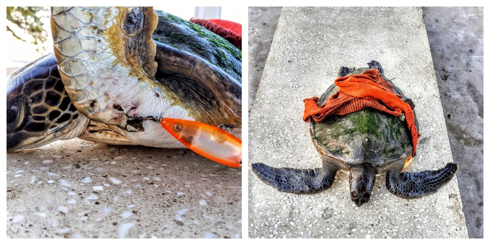 Tartaruga viva enroscada em pedaço de blusa e petrecho de pesca   — Foto: Divulgação/Instituto Gremar