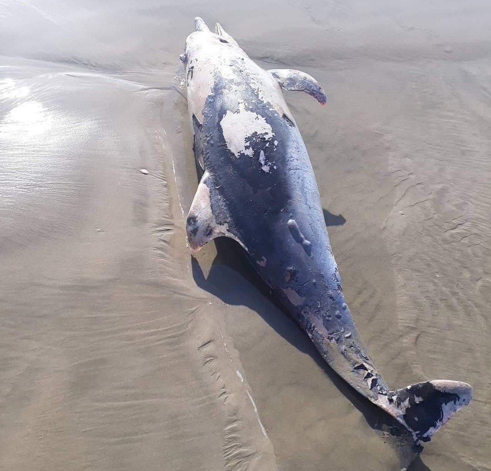 Golfinho foi encontrado morto em Praia Grande, SP &mdash; Foto: Divulga&ccedil;&atilde;o/Praia Grande Mil Grau