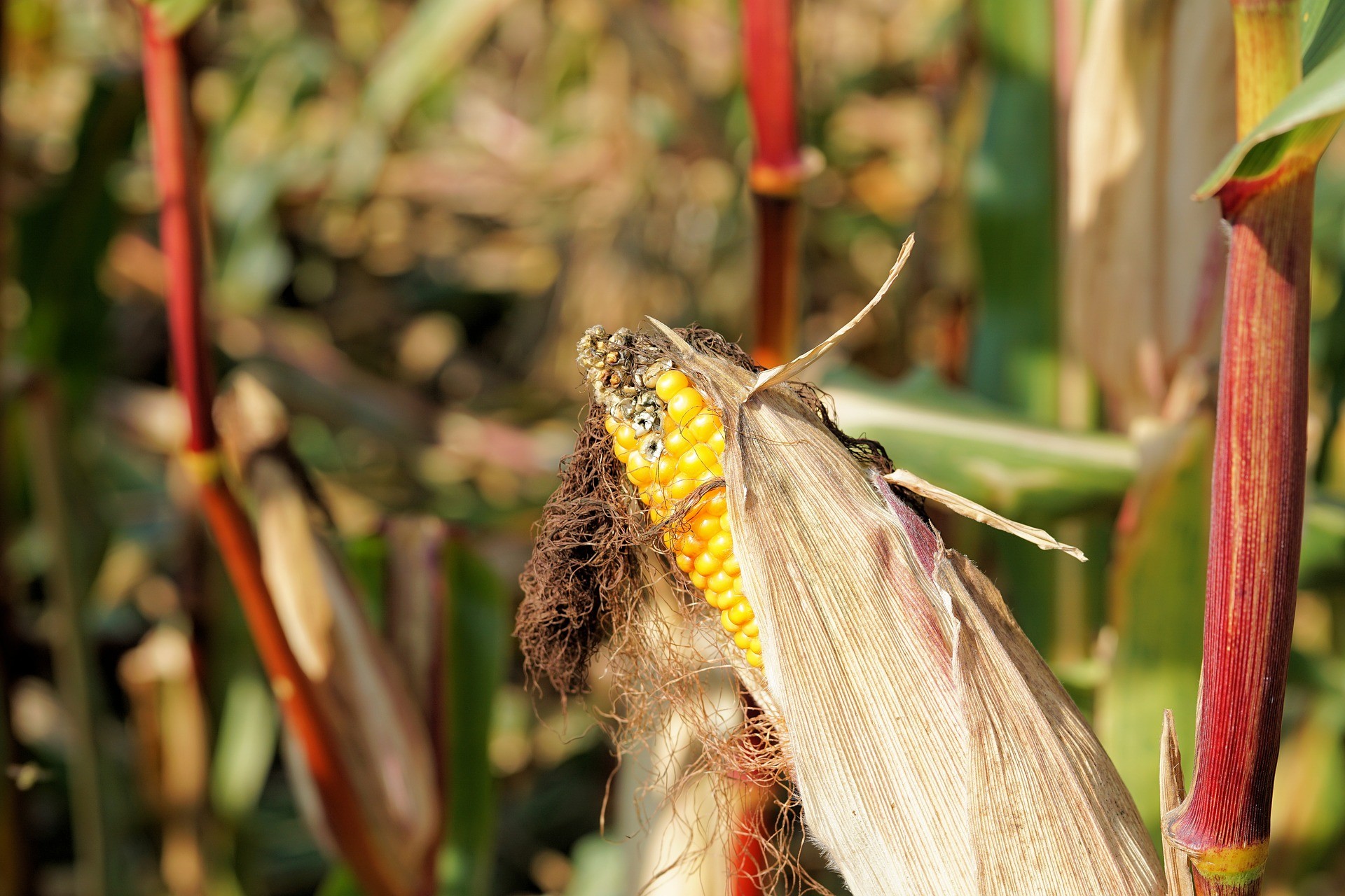 Plantação de milho (Foto: Pixabay)