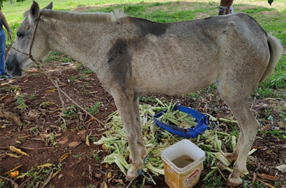 Égua apreendida no DF estava desnutrida, com bicheira no nariz e pata machucada  — Foto: Polícia Civil / Divulgação