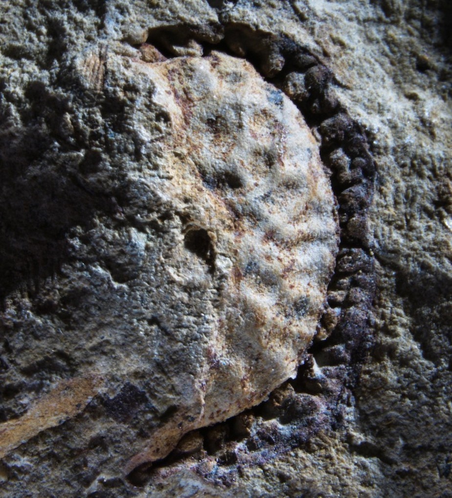 Imagem do fóssil da planta com flores que foi achado na Califórnia, a Palaeophytocrene chicoensis.