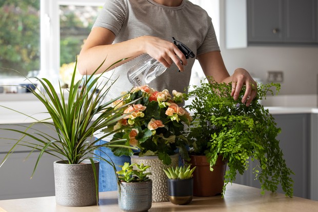 Close Up Of Woman Caring For And Watering House Plants With Spray (Foto: Getty Images/iStockphoto)