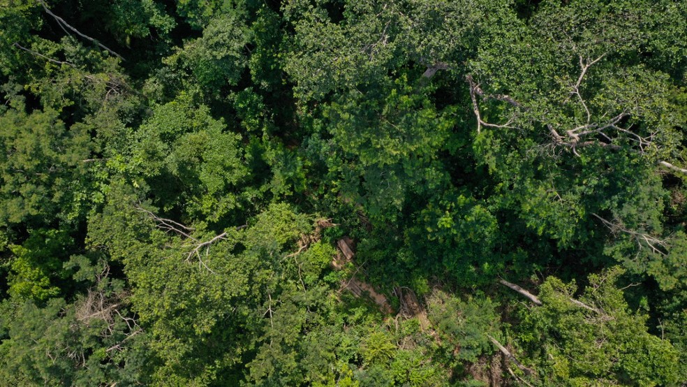 Governo autorizou transferência de 100 milhões de toneladas de créditos de carbono do AC para negociação no mercado — Foto: Arquivo/BP-AC