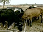 Seca prejudica captação do leite no norte de Minas Gerais