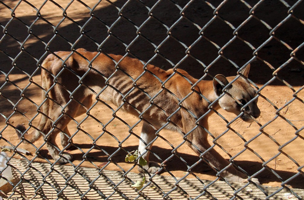 Foto do jornal "Panorama" mostra puma desnutrido em zoológico da Venezuela (Foto: Miguel Romero/Panorama/AFP )
