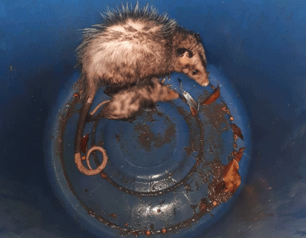Gambás foram encontrado em balde dentro de casa na Zona Sul da capital paulista — Foto: Divulgação/Polícia Militar Ambiental de SP