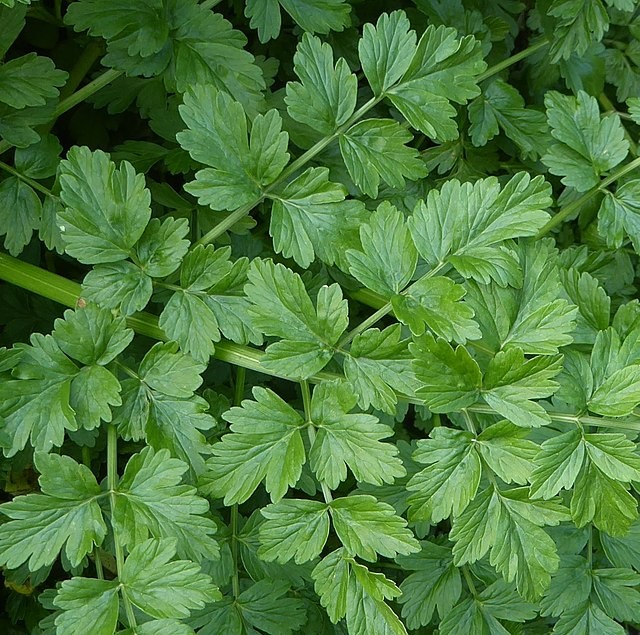 Plantas mais venenosas para os cavalos - CompreRural