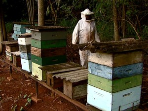 João Franco perdeu milhares de abelhas neste ano (Foto: Ely Venâncio/EPTV)
