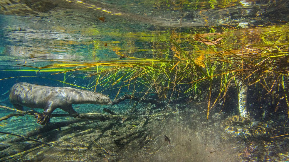 Ariranha encontra sucuri no fundo de rio de águas cristalinas, em MS.  Foto: Daniel De Granville/Photo in Natura