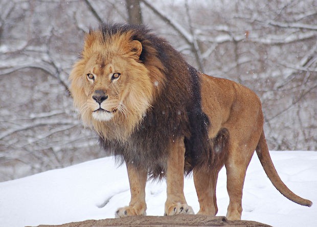 Apesar da ferocidade, os leões estão ameaçados de extinção (Foto: Derek Ramsey / derekramsey.com / GFDL 1.2 / Wikimedia Commons / CreativeCommons)