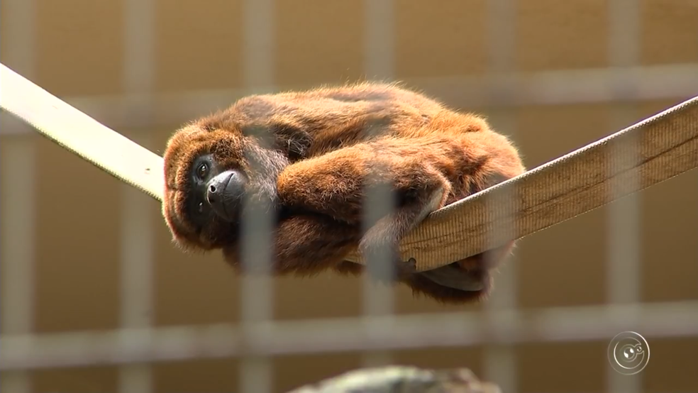 Macacos servem de hospedeiros do vírus da doença (Foto: Reprodução/TV TEM )