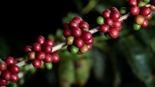 Exportações de café batem recorde em 2022